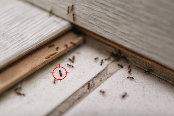 Best Wildlife Control Services  in Crystal Lake, IL