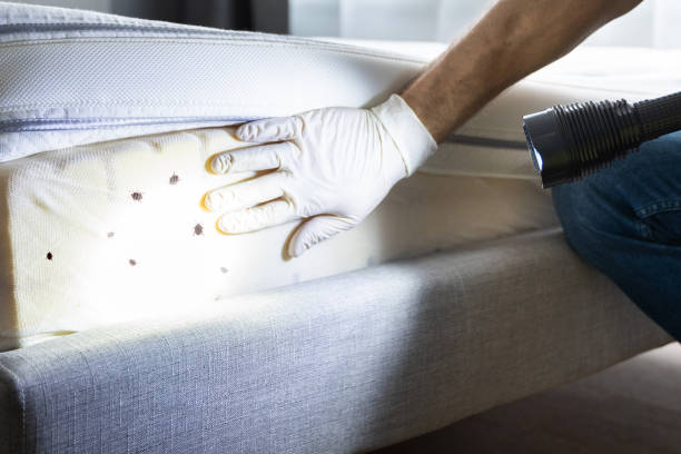 Best Termite Control Services  in Crystal Lake, IL