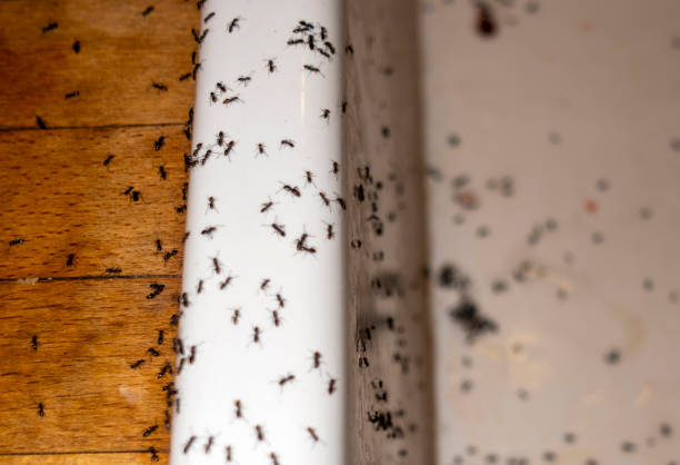 Best Ant Control Services  in Crystal Lake, IL