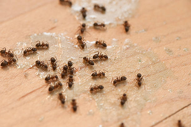 Best Emergency Pest Control  in Crystal Lake, IL