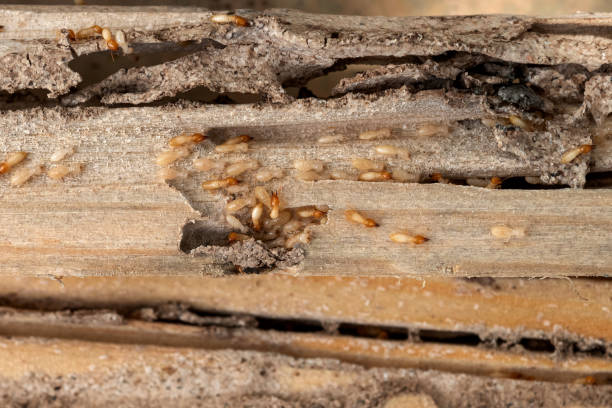 Crystal Lake, IL Pest Control Company