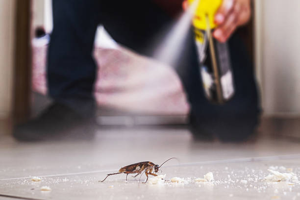 Best Wasp Removal Services  in Crystal Lake, IL